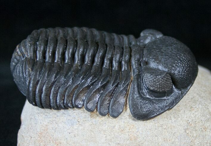 Stunning Phacops Trilobite - Mrakib, Morocco #13940